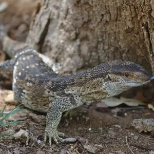 Rock monitor, Varanus albigularis, also called commonly the white-throated monitor or leguaan.