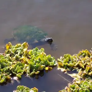 Rockhampton. One of thousands of tortoises in the lagoon in the Rockhampton Botanic Gardens.