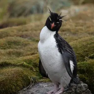Rockhopper Penguin on West Point Island
