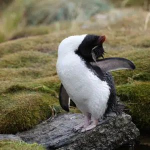 Rockhopper Penguin on West Point Island