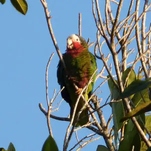 Rose-throated Parrot. Amazona leucocephala