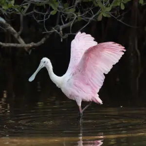 roseate spoonbill stretching, bunche preserve bridge