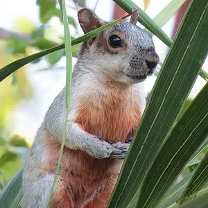 Mexican Gray Squirrel photo