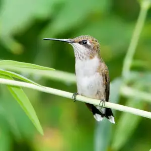 Ruby-throated Hummingbird