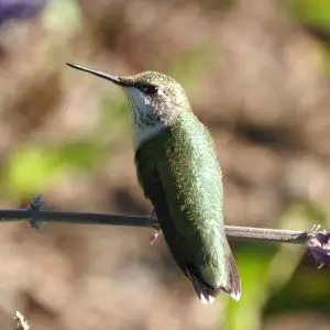 Ruby-Throated Hummingbird - Chicago Botanic Garden