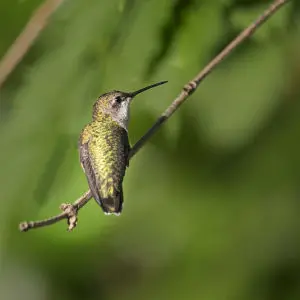 ruby-throated hummingbird male our yard early aug