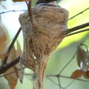 Rufous Fantail on wineglass-shaped nest, Iluka, NSW
