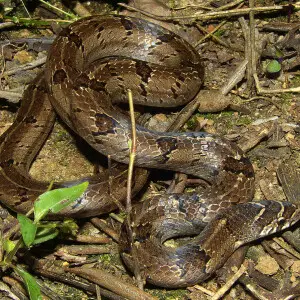 From Valparai in the Anamalai Hills, Western Ghats (Tamil Nadu State, India).