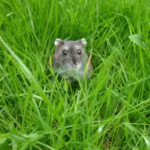 Russian Dwarf Hamster in the Garden