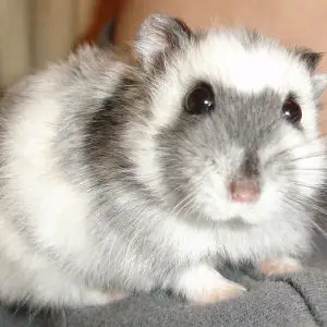 Russian Dwarf Hamster