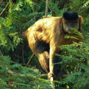 Yellow capuchin (Sapajus libidinosus) at Parana basin.