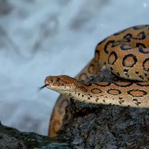Russell's Viper photo