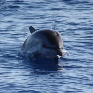 Striped Dolphin photo