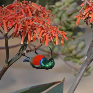 A male Greater double-collared sunbird at Birds of Eden in the Western Cape, South Africa.