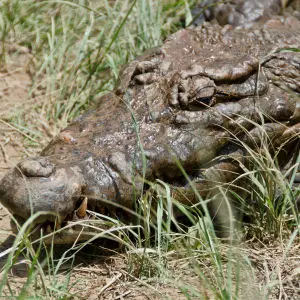 Sacred crocodiles