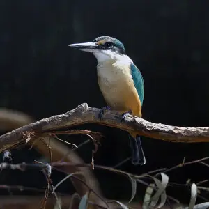 A male Sacred Kingfisher, (Todiramphus sanctus), Victoria, Australia.