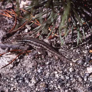 Sagebrush Lizard, Sceloporus graciosus graciosus, Yellowstone National Park