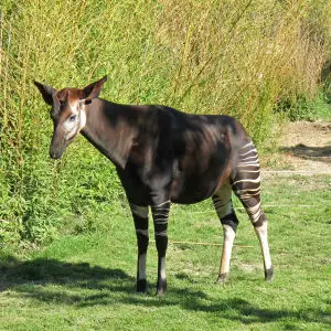 Saint-Aignan (Loir-et-Cher). Okapi.