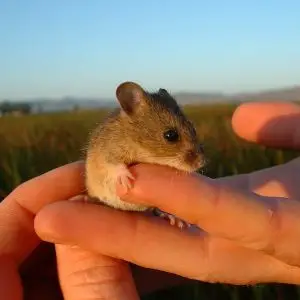 Salt Marsh Harvest Mouse