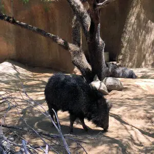 San Diego Zoo: Chacoan Peccary