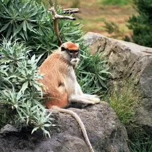 San Francisco Zoo 159