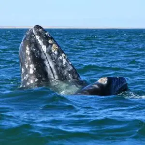 San Ignacio Lagoon Gray Whale Watching 85