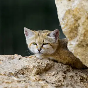 Sand cat between rocks