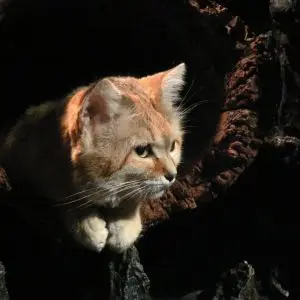 Sand Cats are cuuuute
