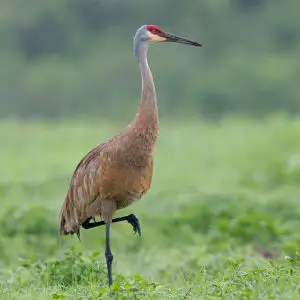 sandhill crane posing, harns marsh
