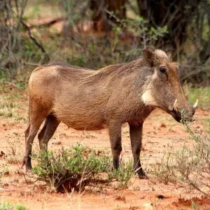 Common Warthog photo