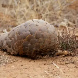 Scaly Anteater starts to roll into a ball - its toes are still visible.
