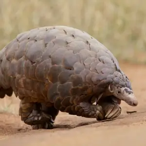 Scaly Anteater