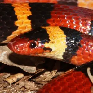 Scarlet Kingsnake Closeup