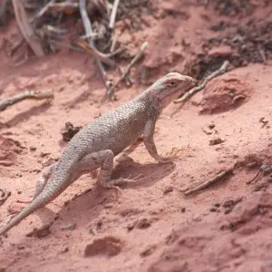 Sceloporus magister-Desert Spiny Lizard