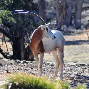 Scimitar-horned Oryx