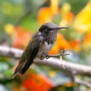 Selasphorus scintilla - Central Highlands, Costa Rica, 30/01/2020