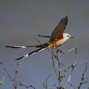 Scissor-Tailed Flycatcher - Facts, Diet, Habitat & Pictures on Animalia.bio