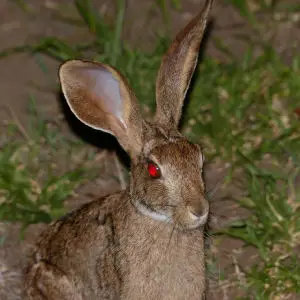 Scrub Hare (Lepus saxatilis)