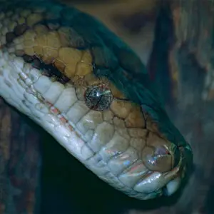 Scrub Python (Morelia amethistina) close-up