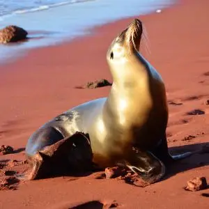 Sea Lion, Galápagos Islands