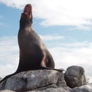 Sea Lion - Islas Plazas - Galapagos Islands