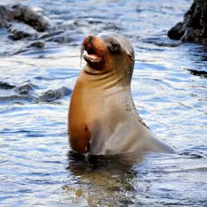 Sea lion on Santiago Island in the Galapagos Islands