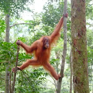 Semi-wild orangutan in Bukit Lawang, North Sumatra