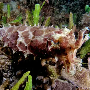 Sepia latimanus (Reef cuttlefish - East Timor).