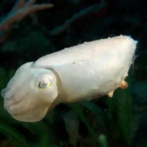 Sepia latimanus (Reef cuttlefish) all white. See image below for same individual with different    coloration.