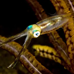 Sepioteuthis lessoniana (Bigfin reef squid). These squid are very curious and attracted to dive lights at night.