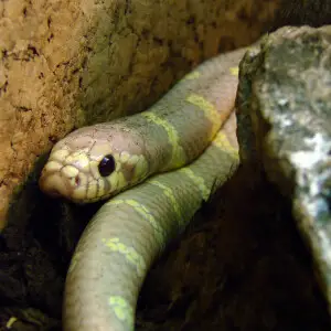 Serpent-Roi de Californie lavande ( Lampropeltis getula californiae lavander ). L'Ile aux Serpents, ? La Trimouille (86).