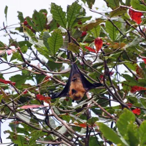 Pteropus seychellensis (Seychelles Fruit Bat) on La Digue island on the Seychelles