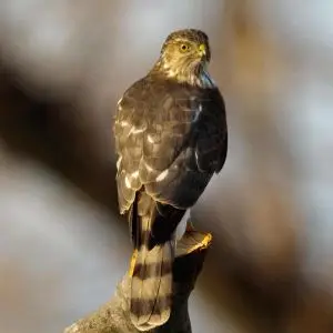 Sharp-Shinned Hawk - Facts, Diet, Habitat & Pictures on Animalia.bio