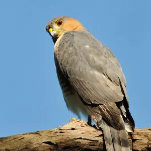 Puerto Rican sharp-shinned hawk